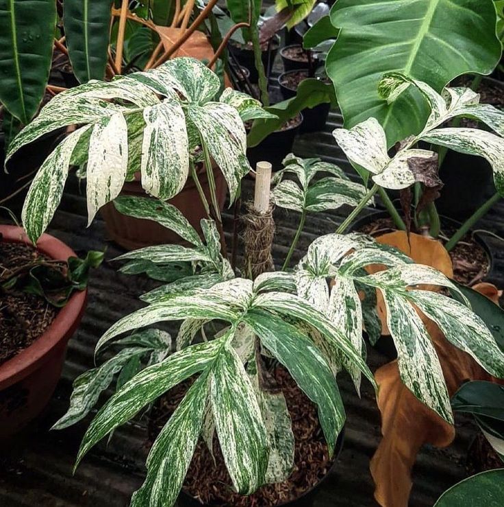 Amydrium Zippelianum Variegata