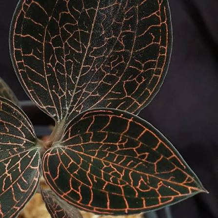 Jewel Orchid - Anoectochilus Firebird